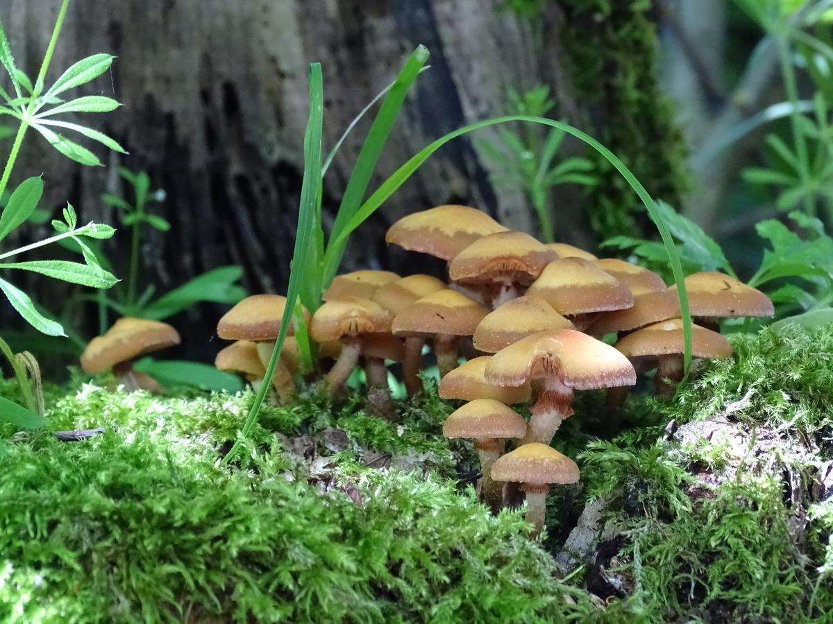 Der Florenberg - Gipfel Fuer Geniesser Kunzell Bagian luar foto